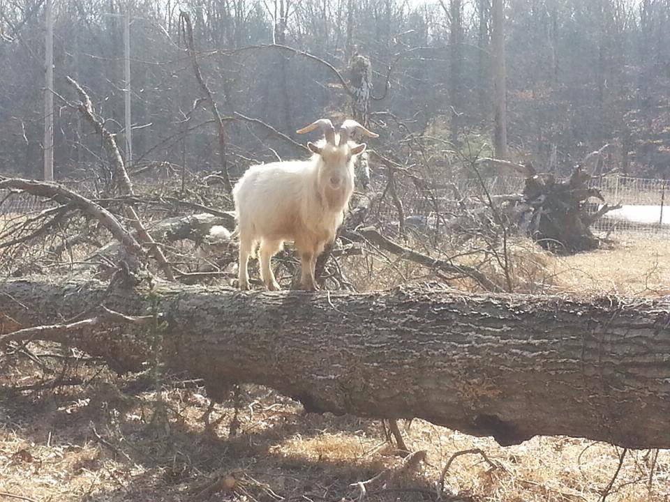 Goat on down tree. 