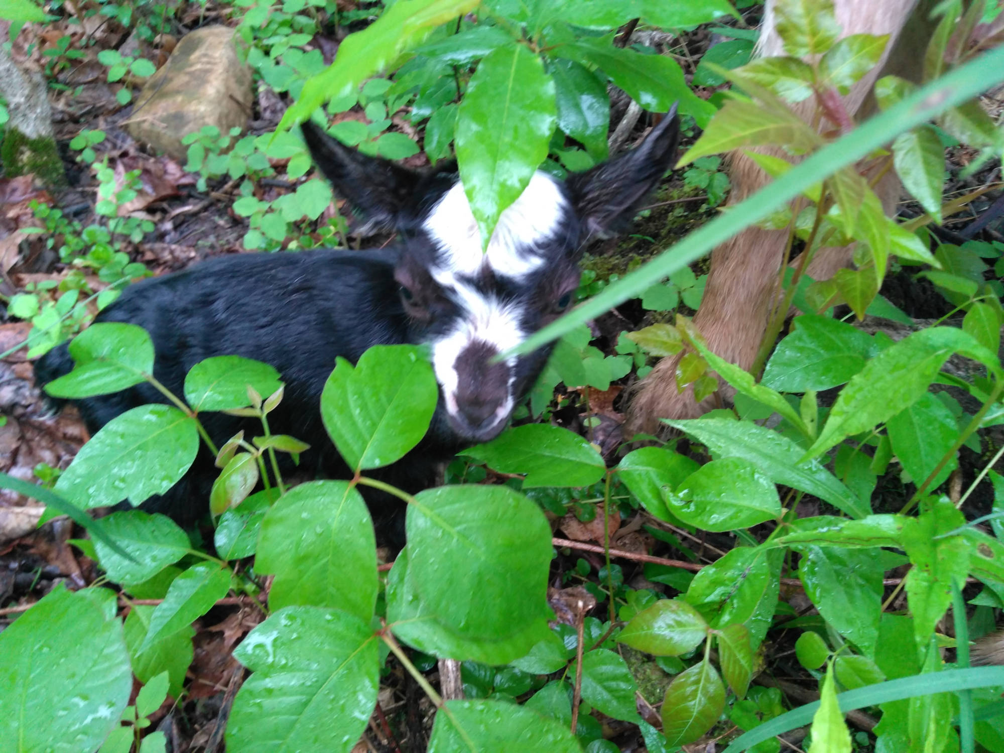 Goat in brush