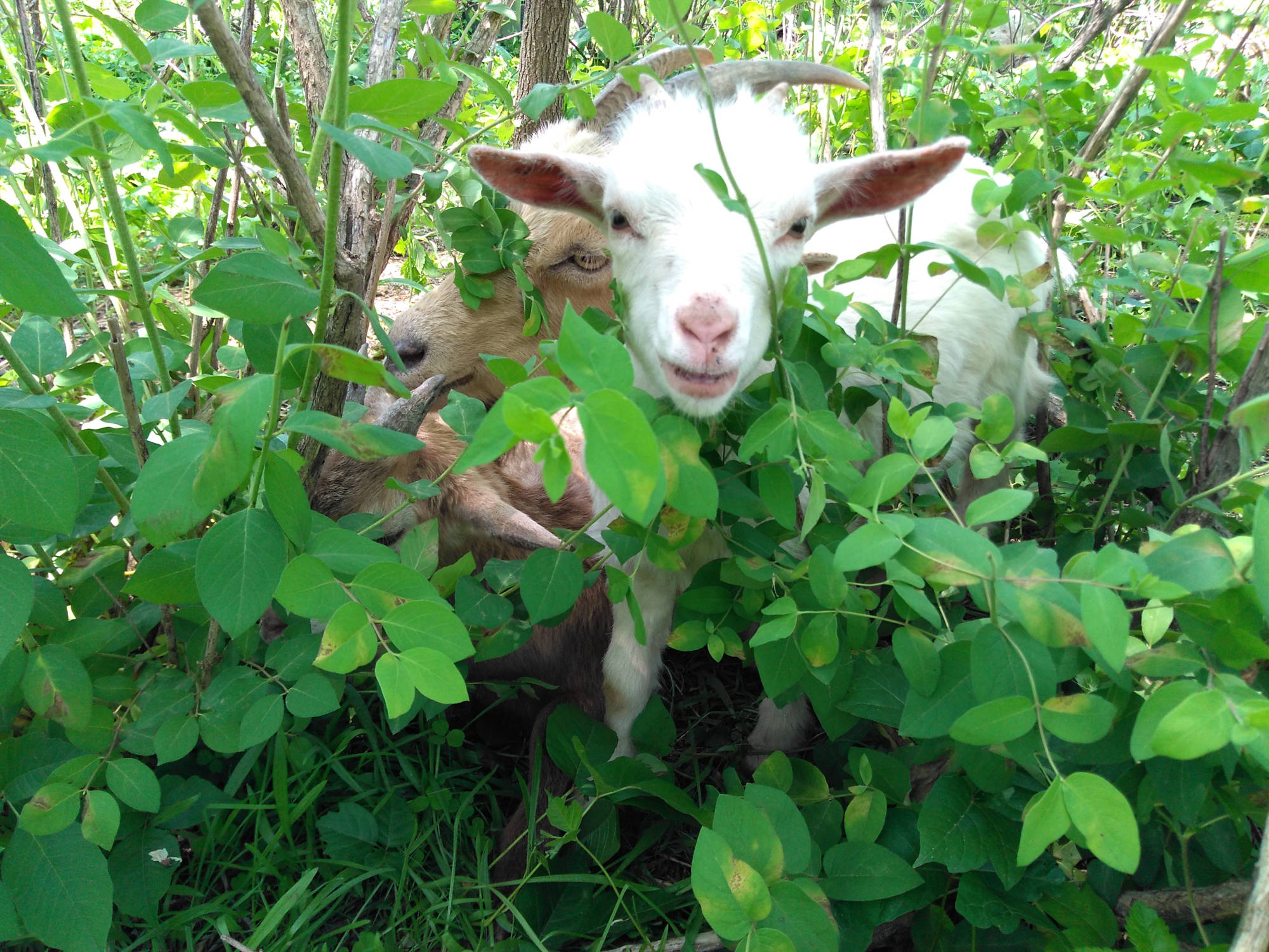Goats love weeds! 