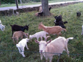 A (partial) herd of goats. 