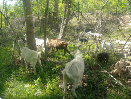 Goats in a glade. 