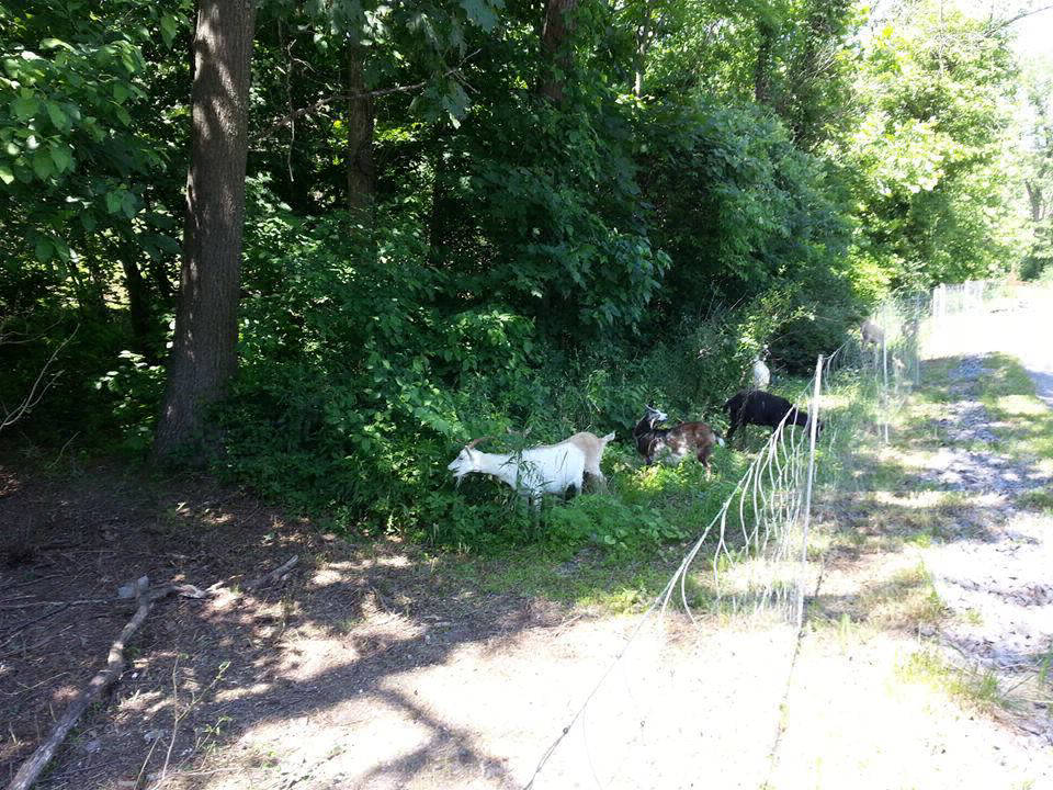 Goats Clear vegetation